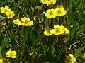 Spear-Leaf Buttercup
